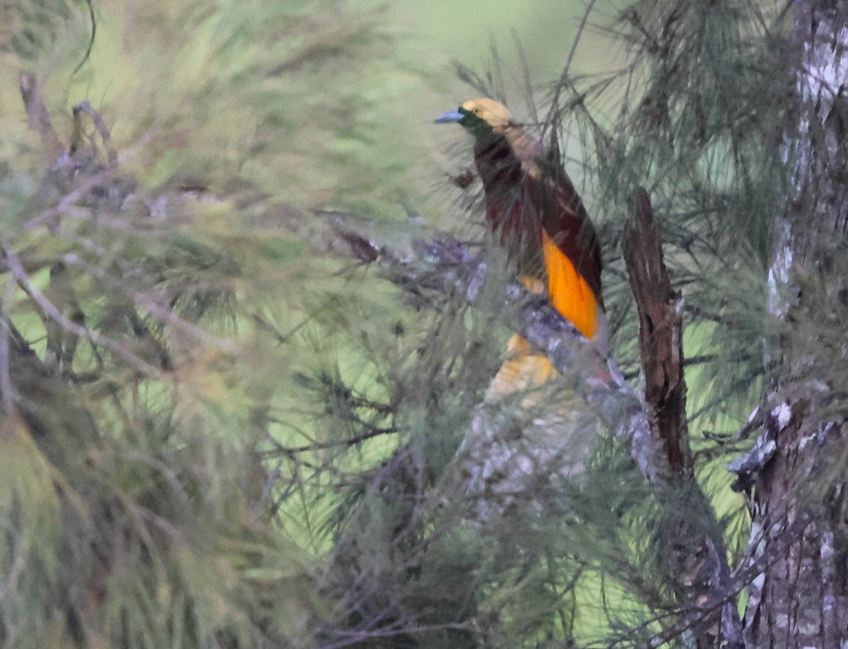 Lesser Bird-of-Paradise - ML627326119