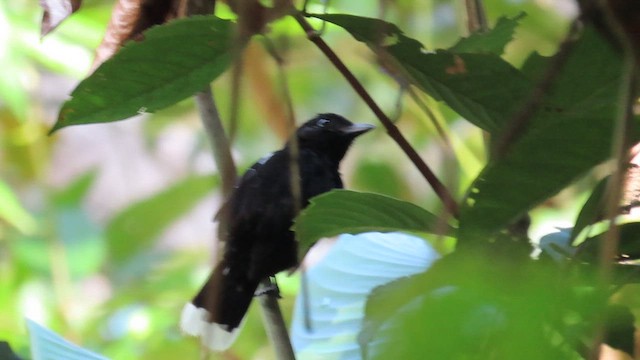 Band-tailed Antshrike - ML627326127