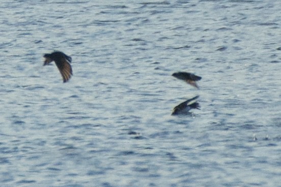 Tree Swallow - ML627326204