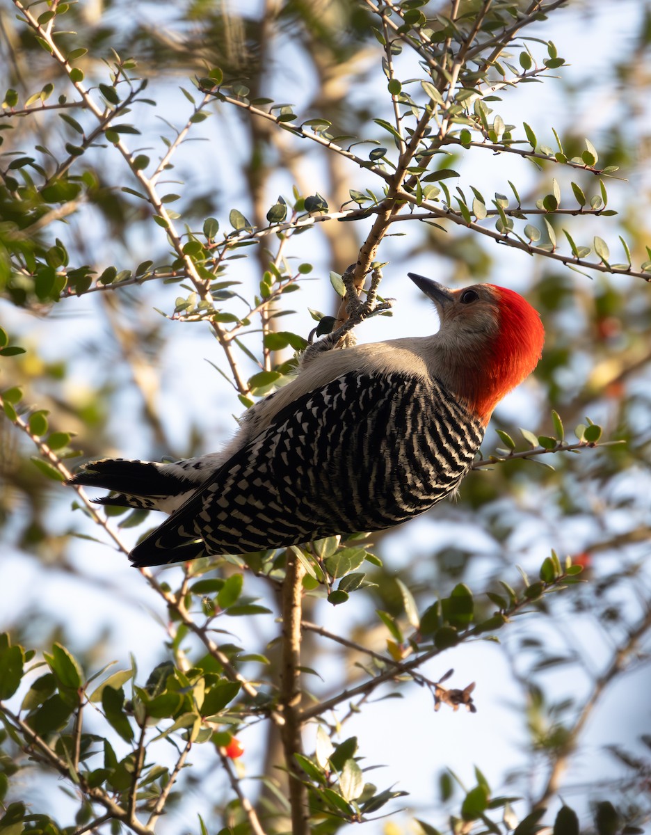 Red-bellied Woodpecker - ML627326213