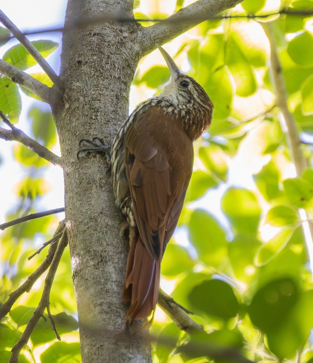 Scaled Woodcreeper (Scaled) - ML627326215