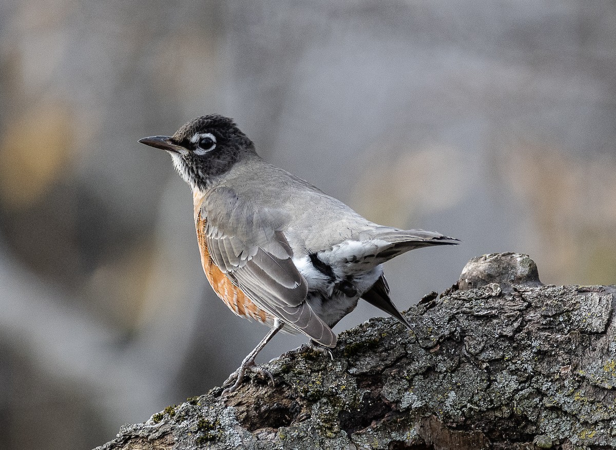 American Robin - ML627326362