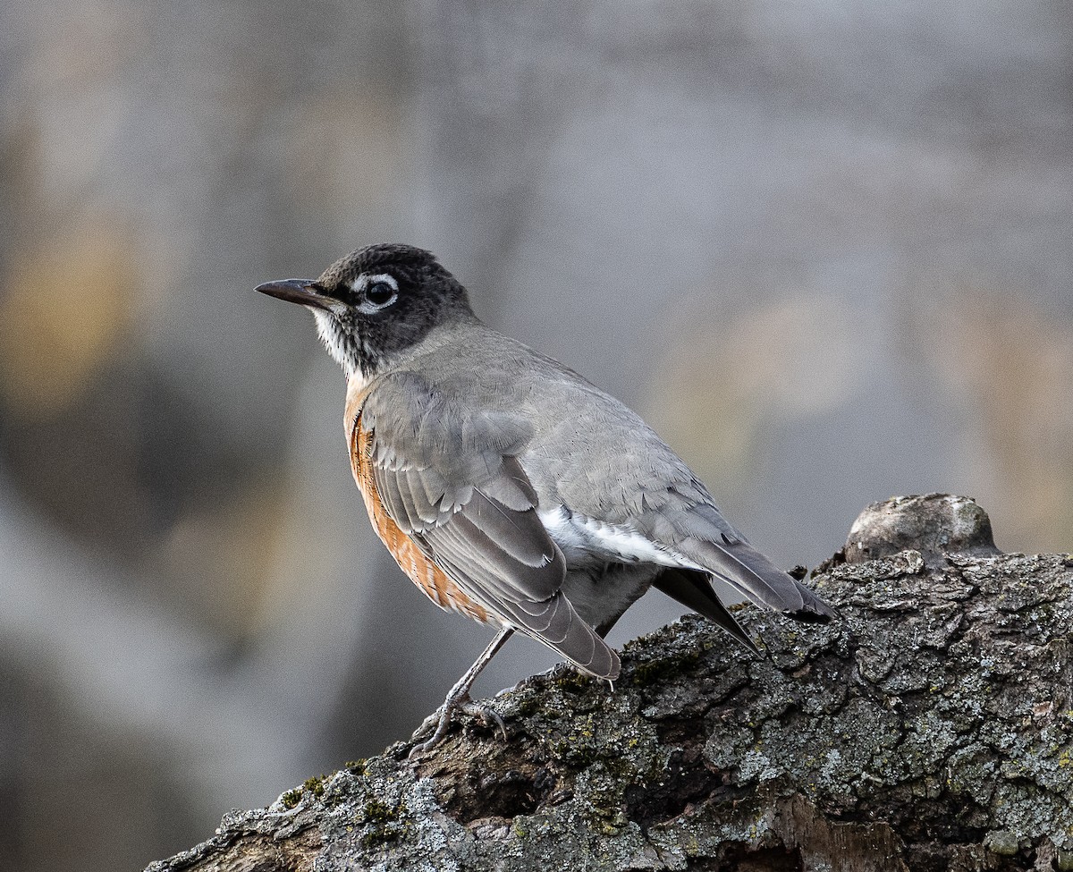 American Robin - ML627326363