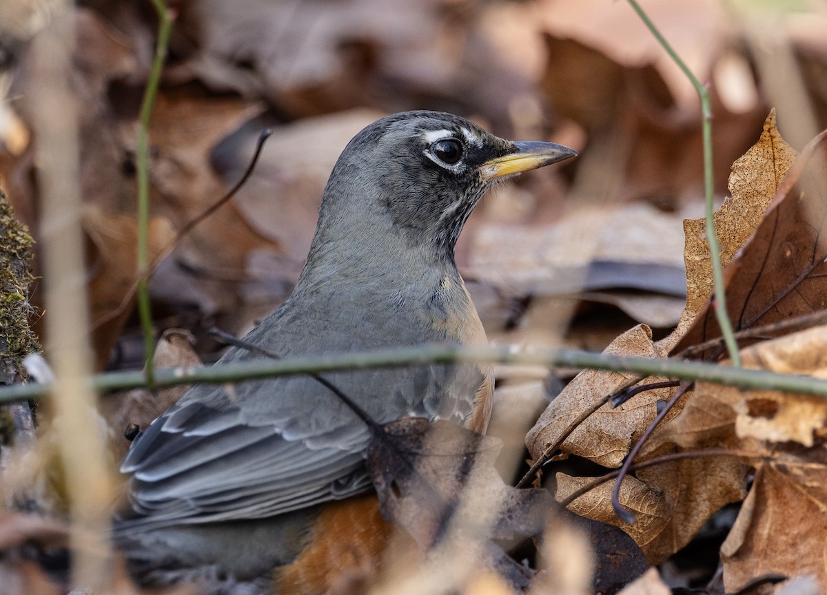 American Robin - ML627326364