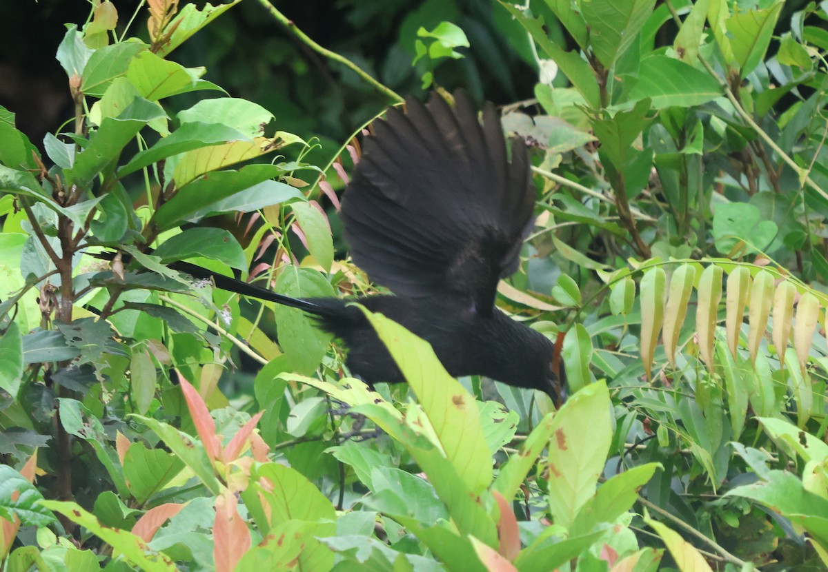 Lesser Black Coucal - ML627326419