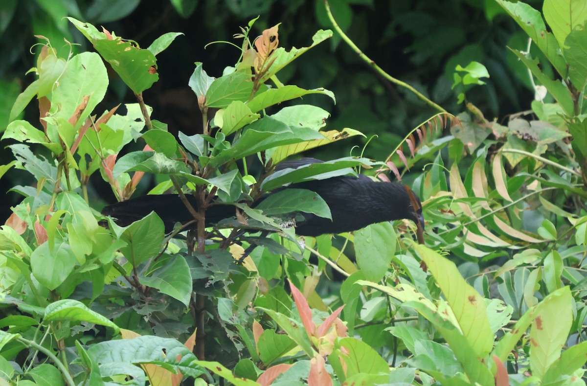 Lesser Black Coucal - ML627326420