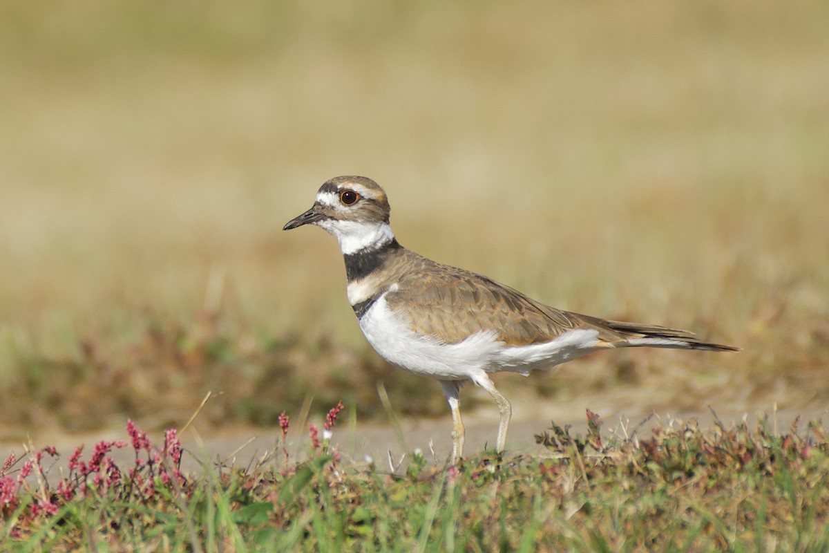 Killdeer - ML627326445