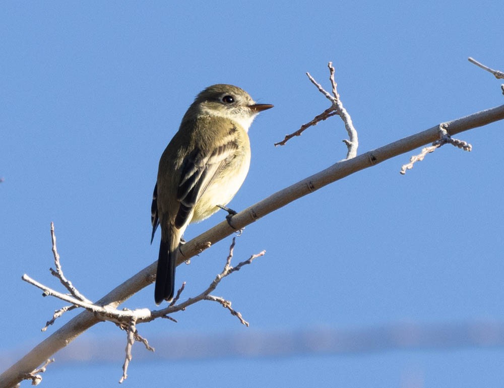 Gray Flycatcher - ML627326659