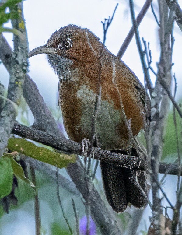 Rusty-cheeked Scimitar-Babbler - ML627326666