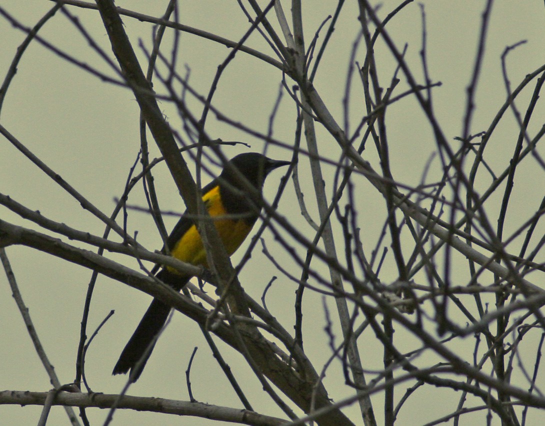 Black-vented Oriole - ML627326716