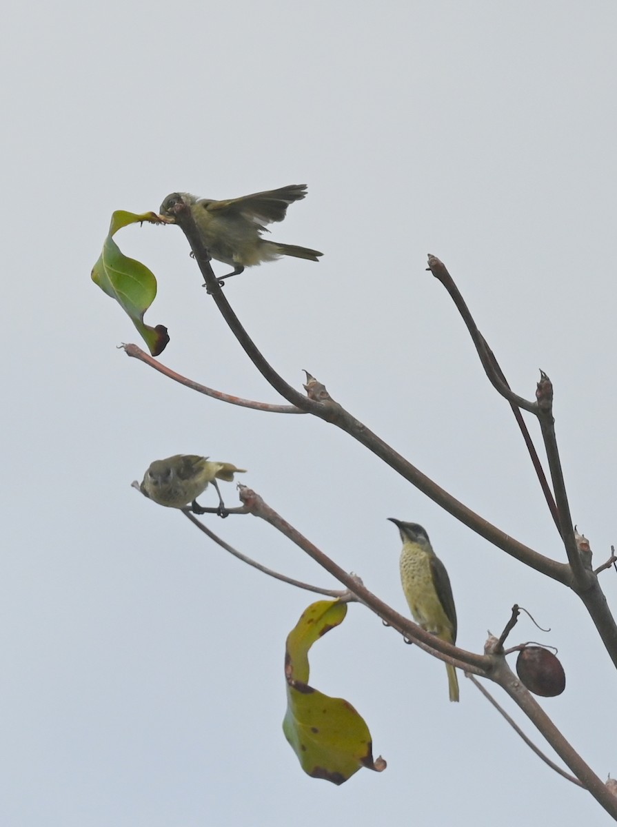 White-tufted Honeyeater - ML627326750