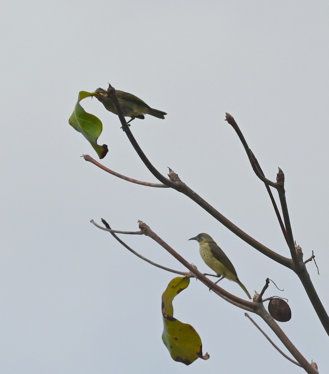 White-tufted Honeyeater - ML627326751