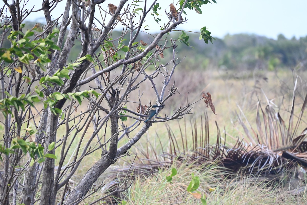 Sacred Kingfisher - ML627326756