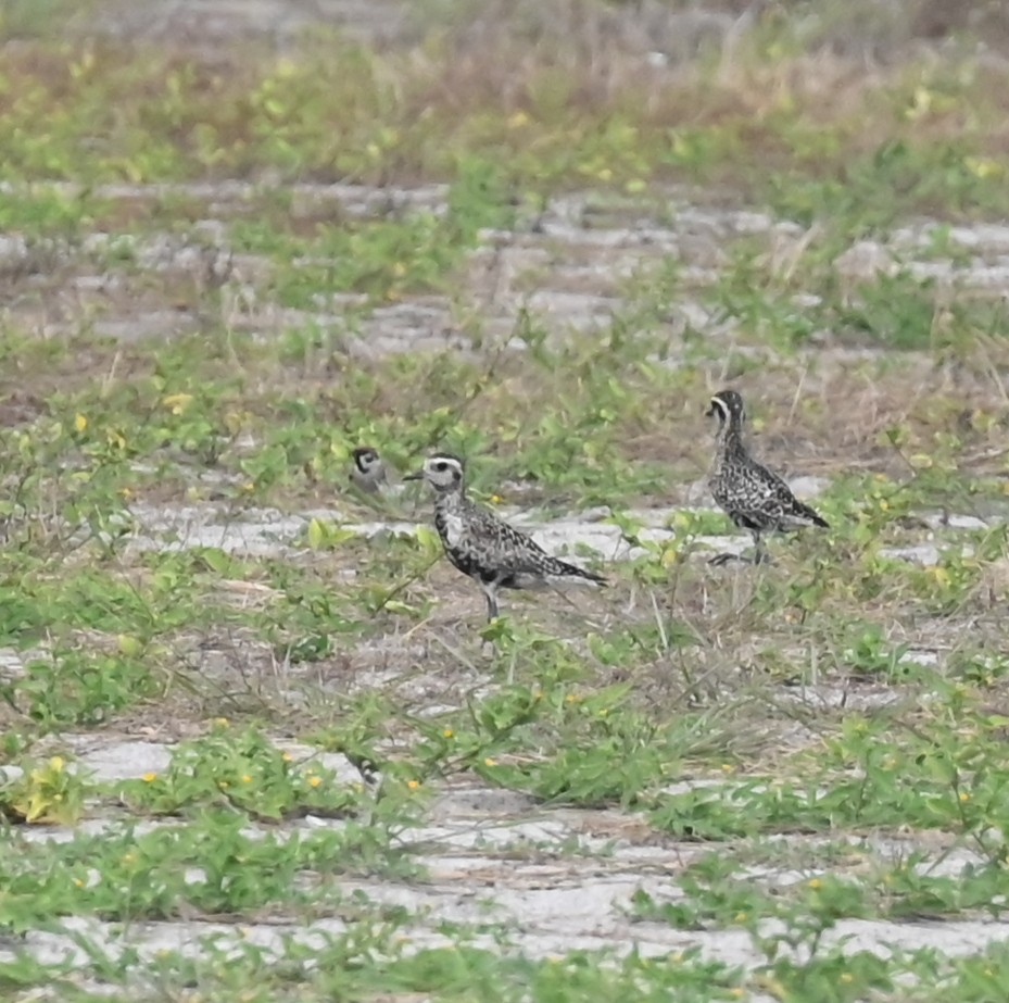 Pacific Golden-Plover - ML627326771