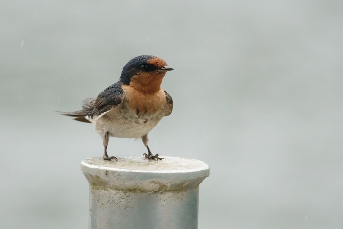 Welcome Swallow - ML627326772