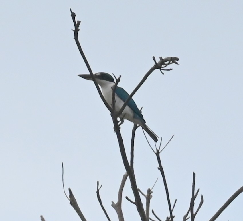 Collared Kingfisher (Collared) - ML627326821