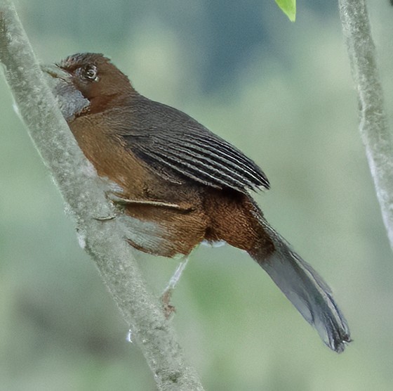 Rusty-cheeked Scimitar-Babbler - ML627326844