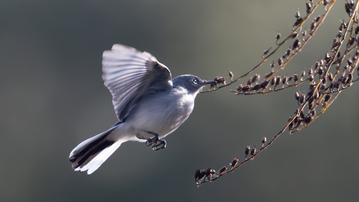 Blue-gray Gnatcatcher - ML627327147