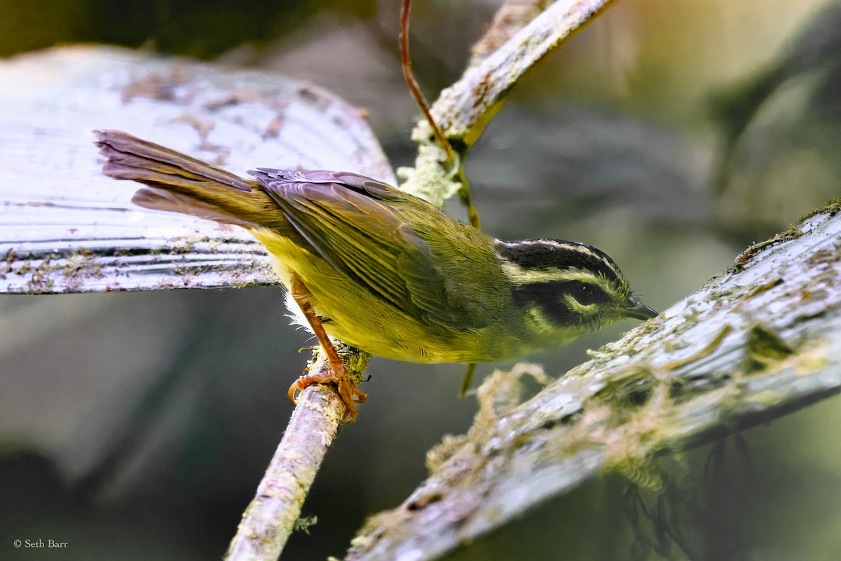 stripehodeparula - ML627327283