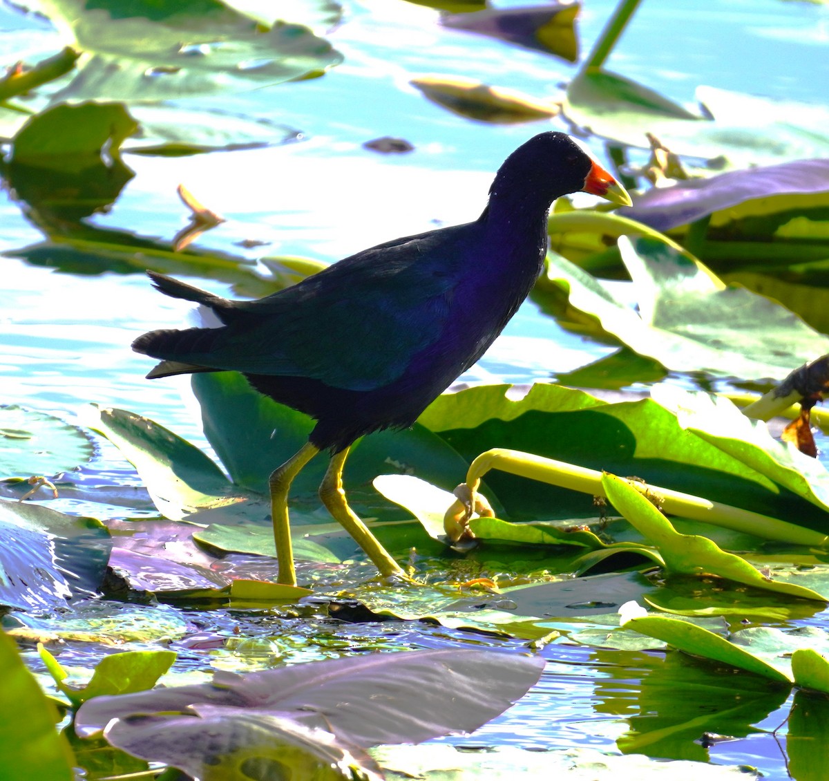 Purple Gallinule - ML627327329