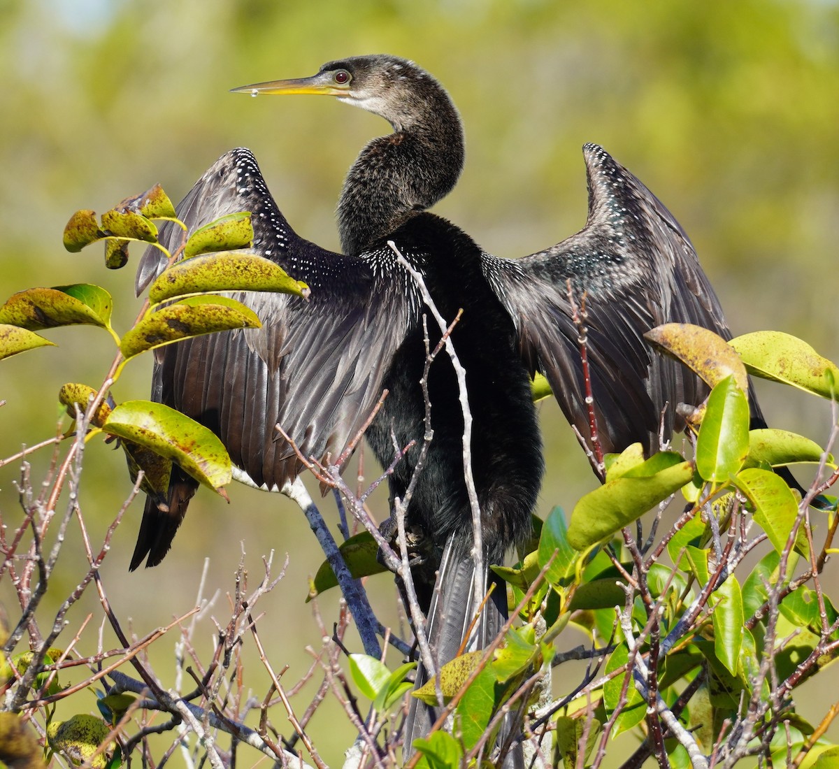 Anhinga - ML627327334