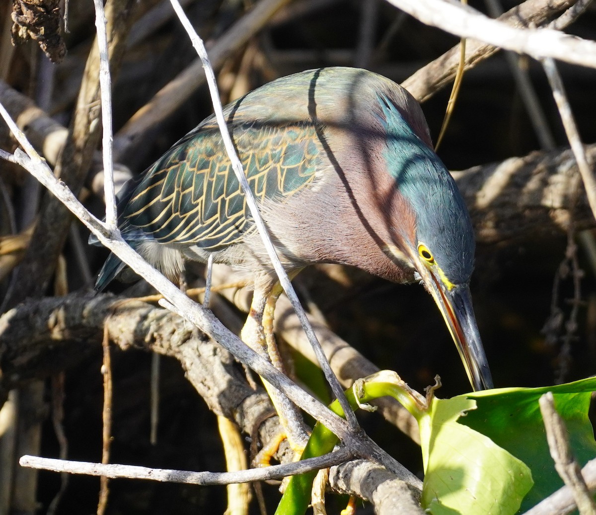 Green Heron - ML627327343