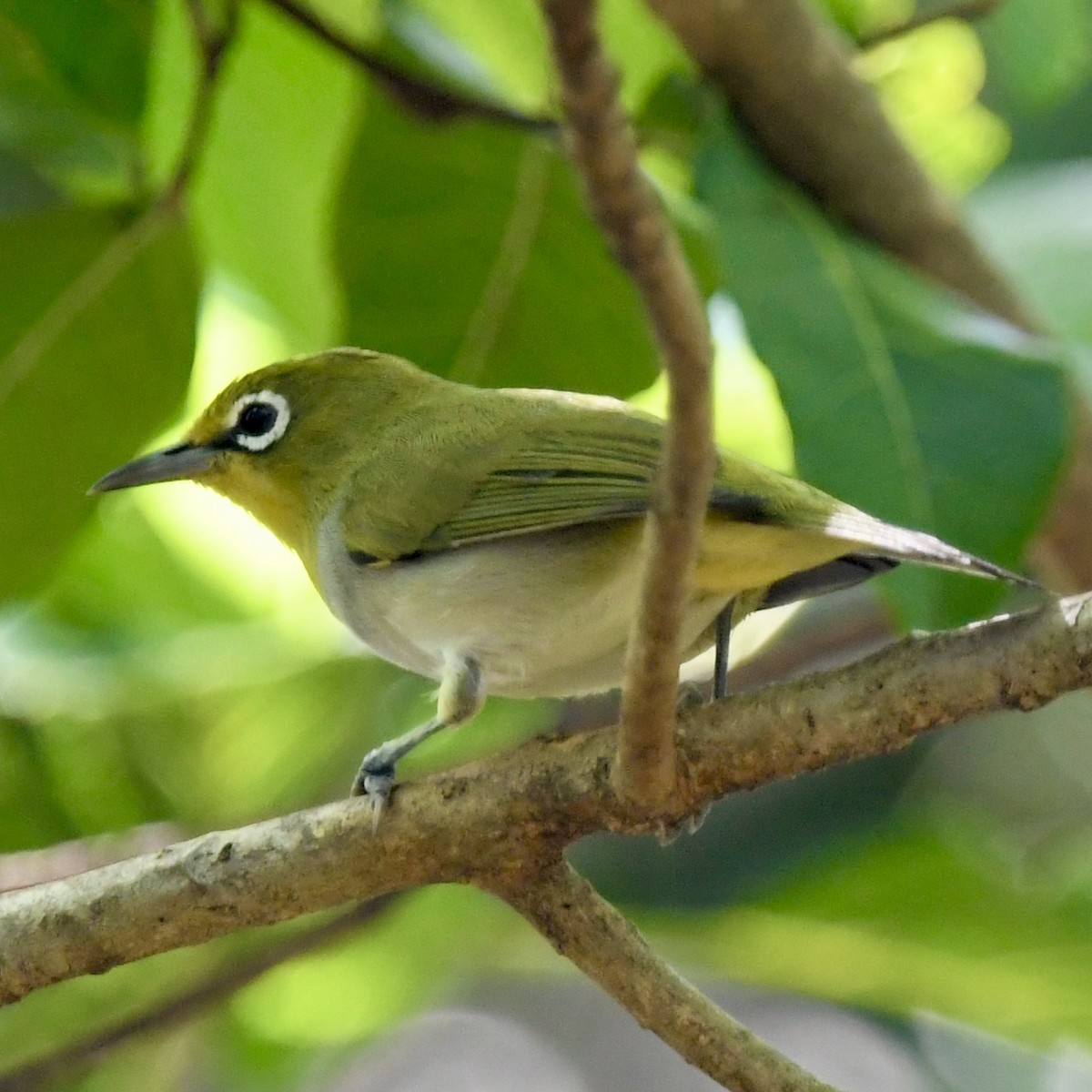 Ashy-bellied White-eye - ML627327458