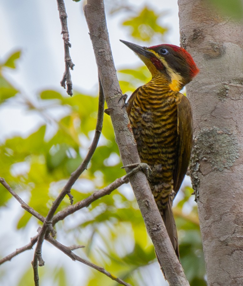 Pic vert-doré (chrysochloros) - ML627327535
