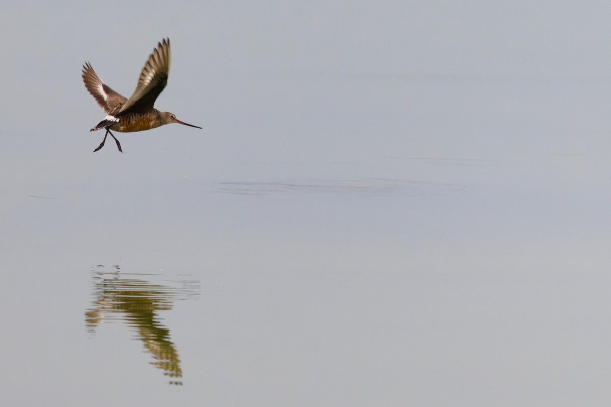 Hudsonian Godwit - ML627327551
