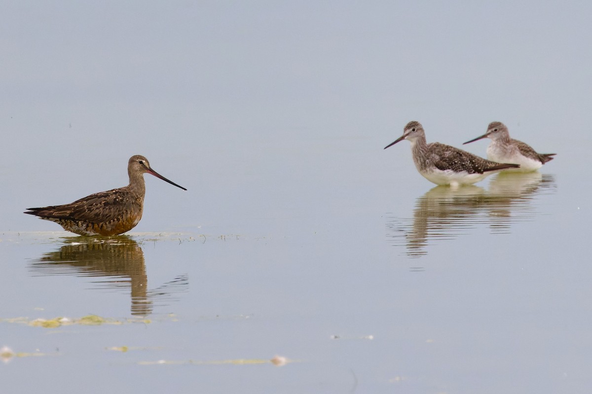 Hudsonian Godwit - ML627327560