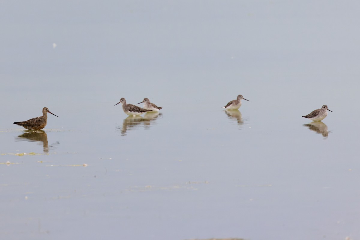 Hudsonian Godwit - ML627327561