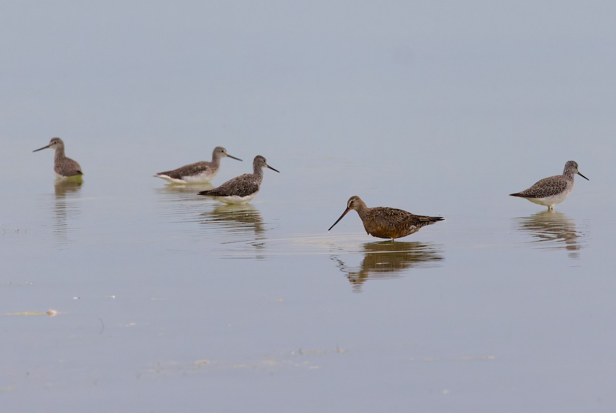 Hudsonian Godwit - ML627327564