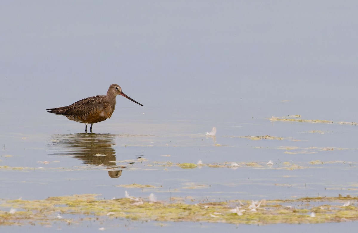 Hudsonian Godwit - ML627327568