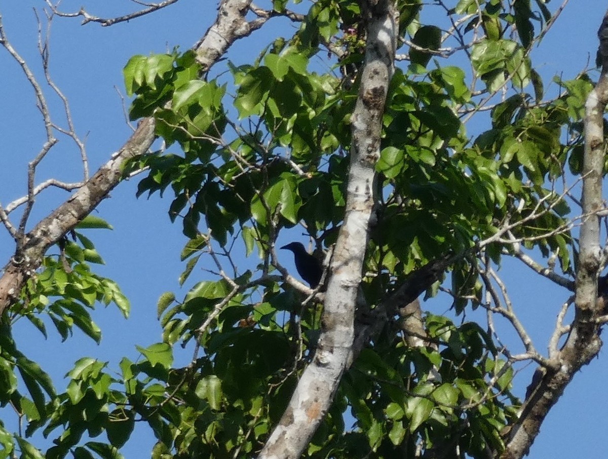 Palawan Crow - ML627327727