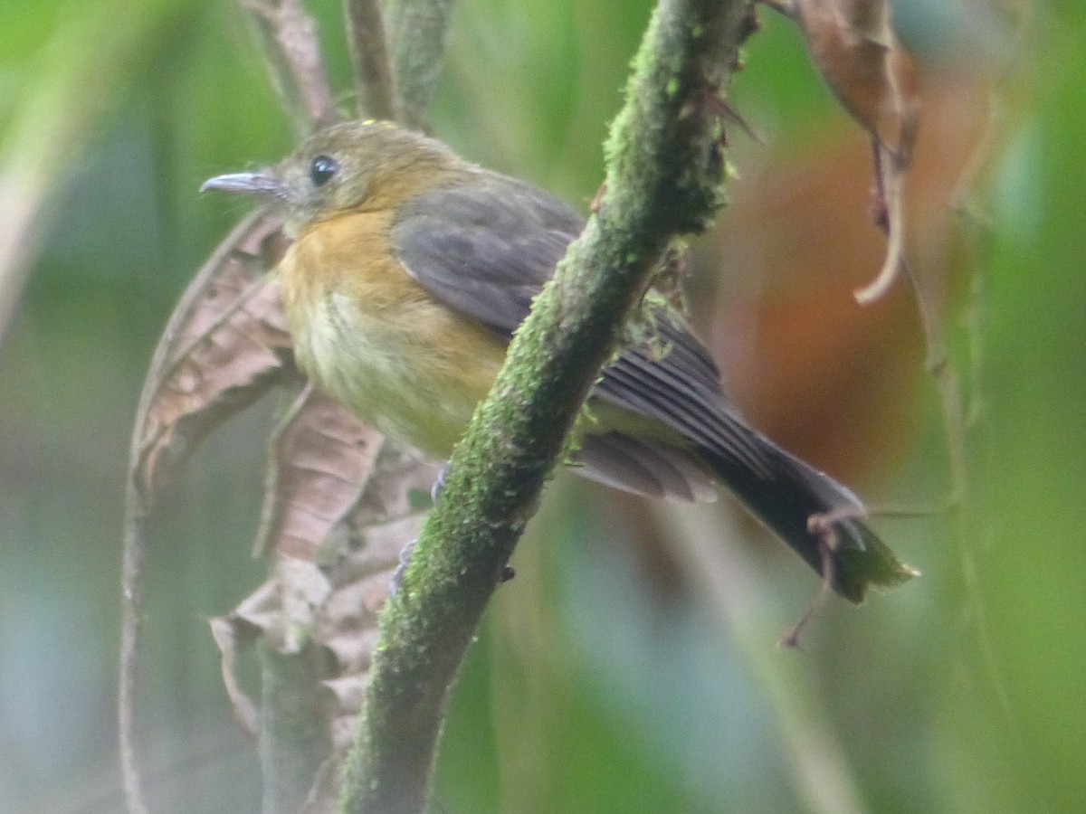 Sulphur-rumped Flycatcher - ML627327871