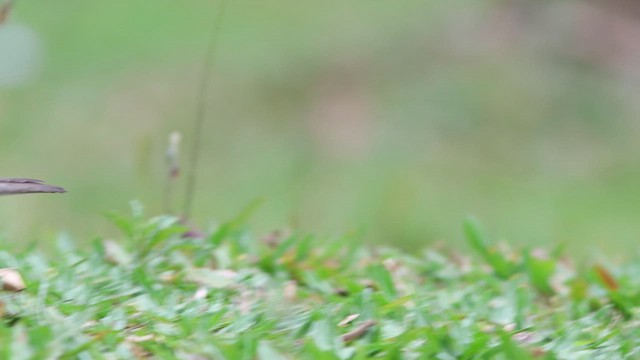 Rufous-bellied Thrush - ML627327915