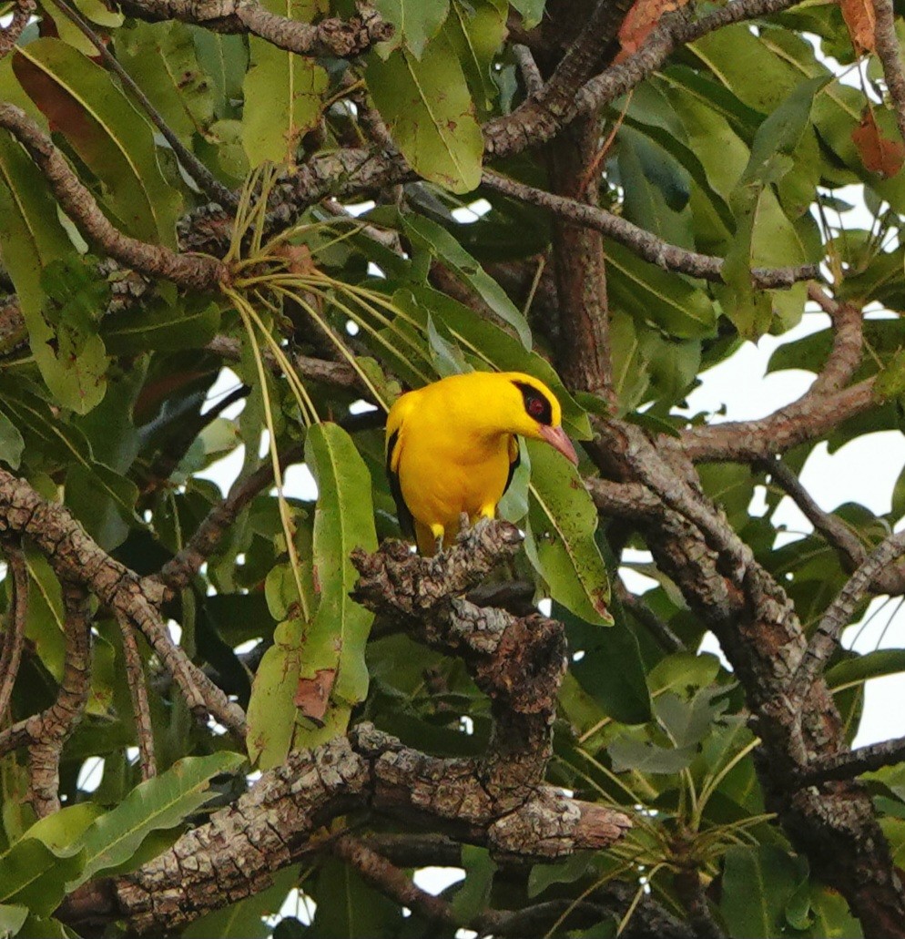 African Golden Oriole - ML627328055