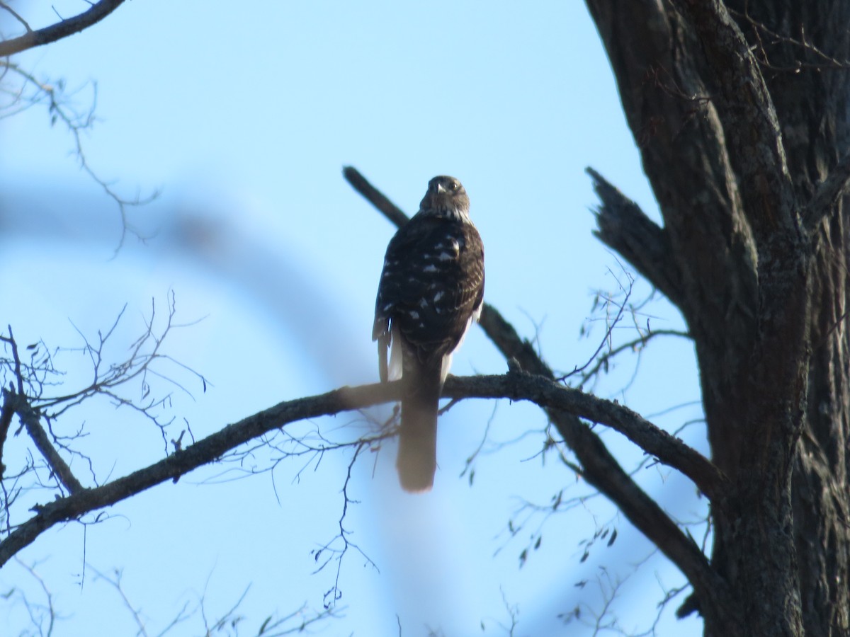 Cooper's Hawk - ML627328257