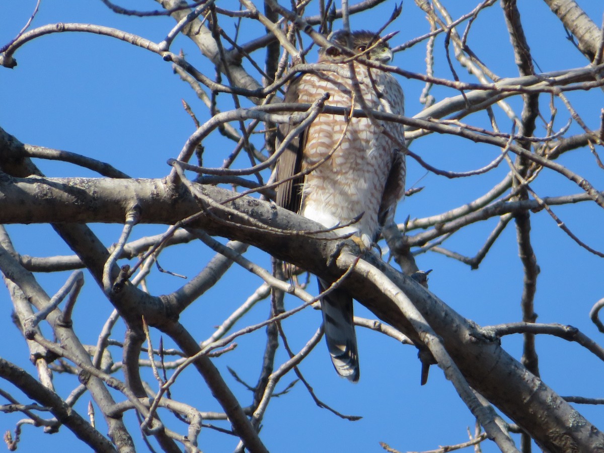 Cooper's Hawk - ML627328258