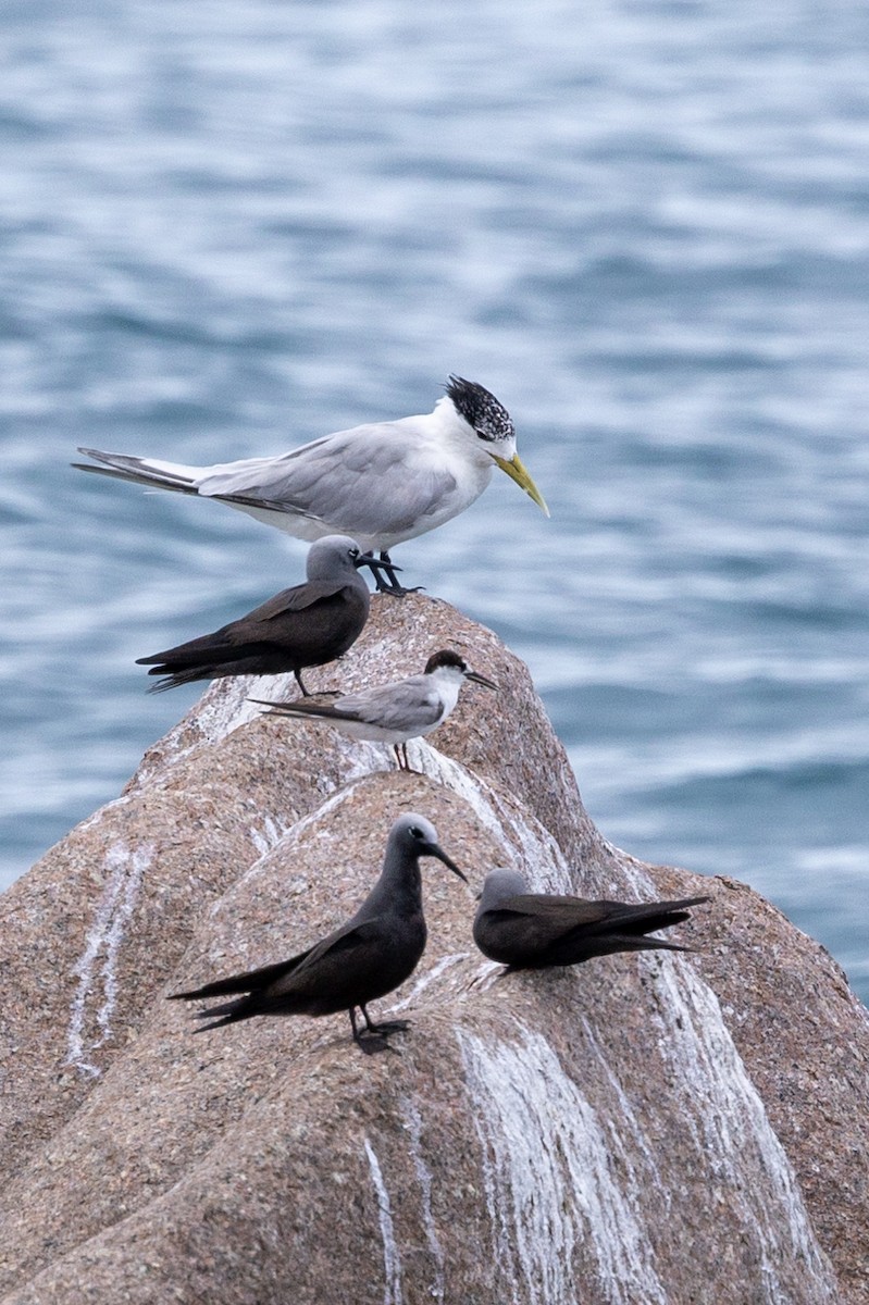 Great Crested Tern - ML627328308