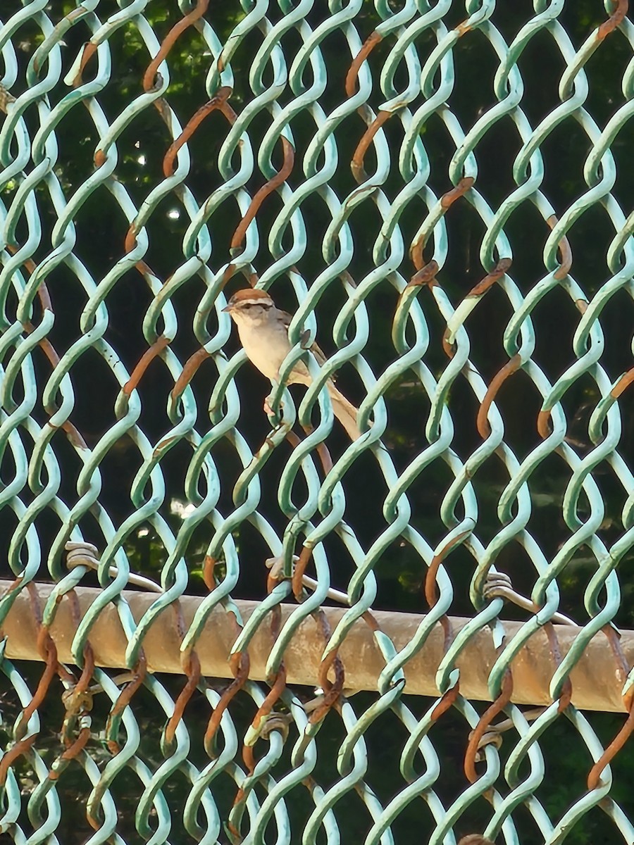 Chipping Sparrow - ML627328329
