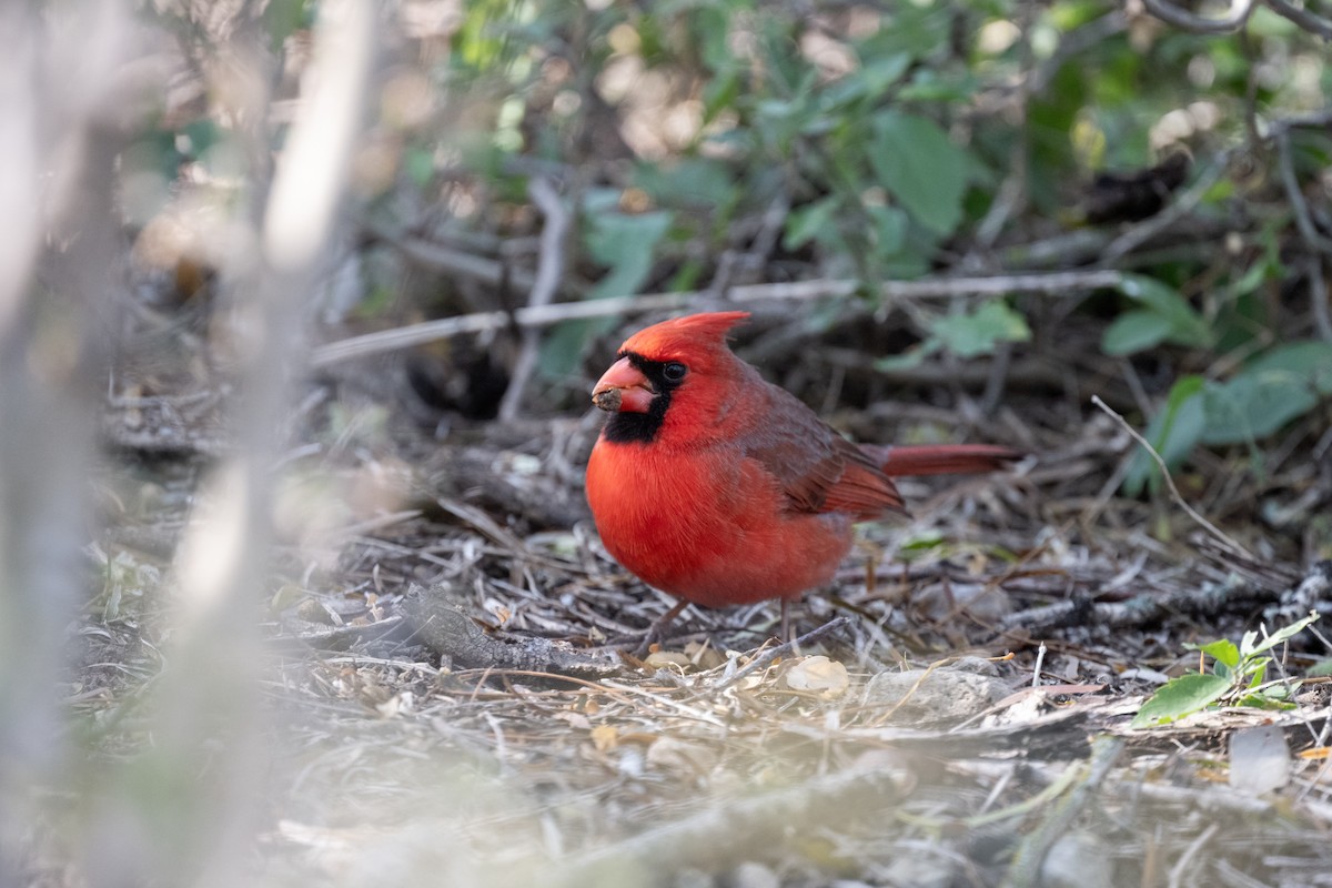 Cardinal rouge - ML627328399