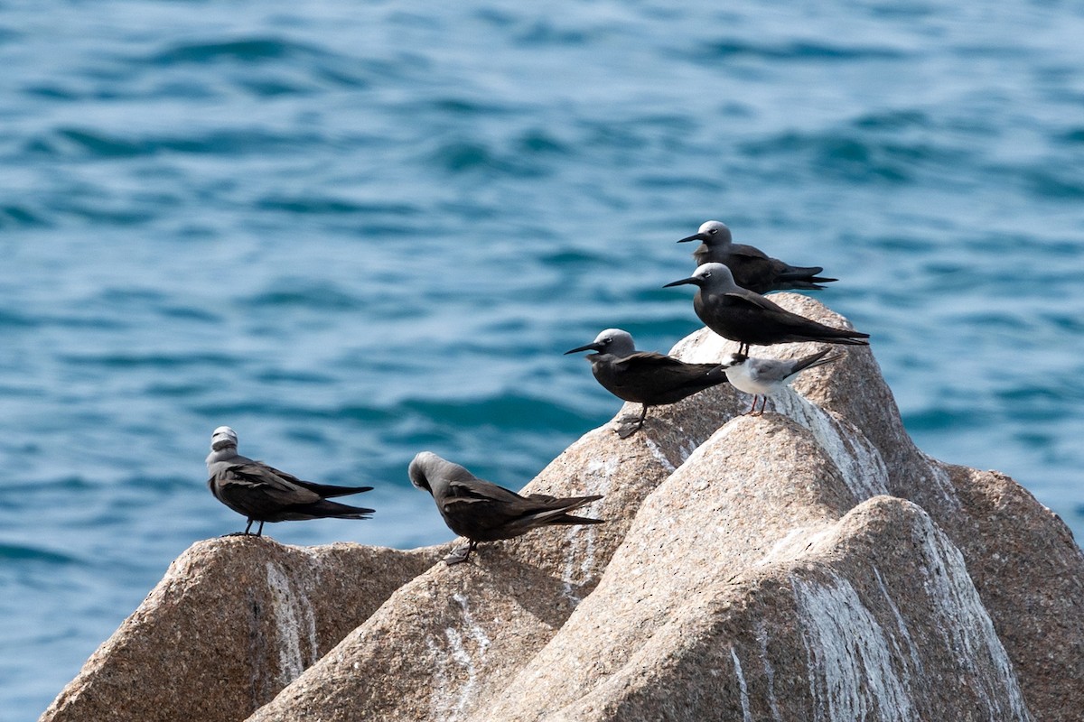 Lesser Noddy - ML627328495