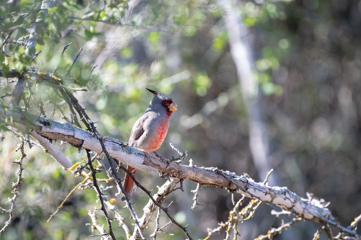 Cardinal pyrrhuloxia - ML627328566