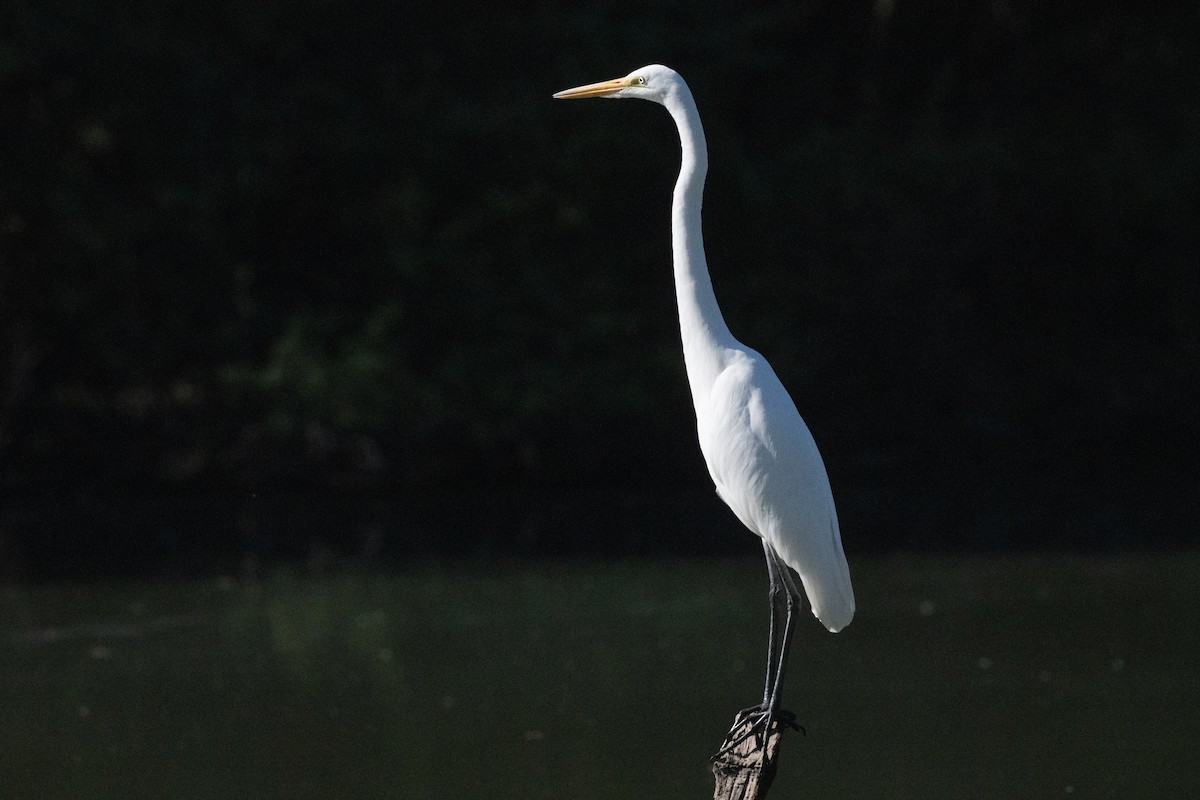 Grande Aigrette - ML627328601