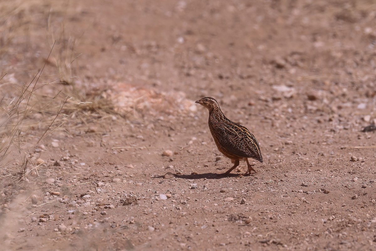 Harlequin Quail - ML627328636