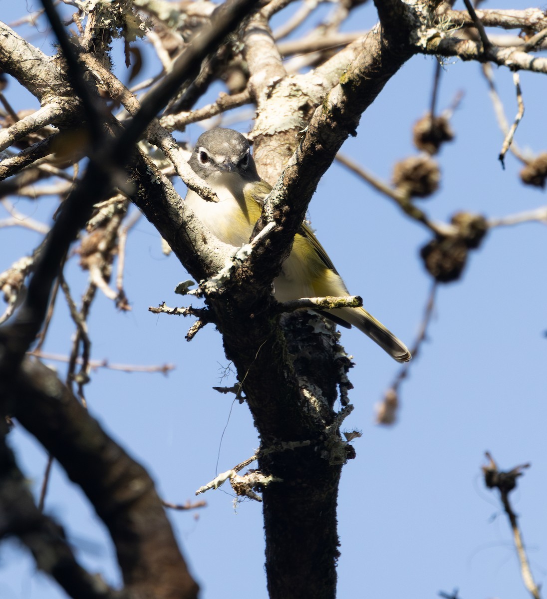Blue-headed Vireo - ML627328802