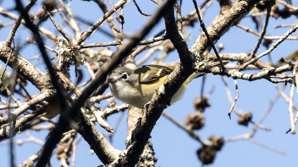 Blue-headed Vireo - ML627328803