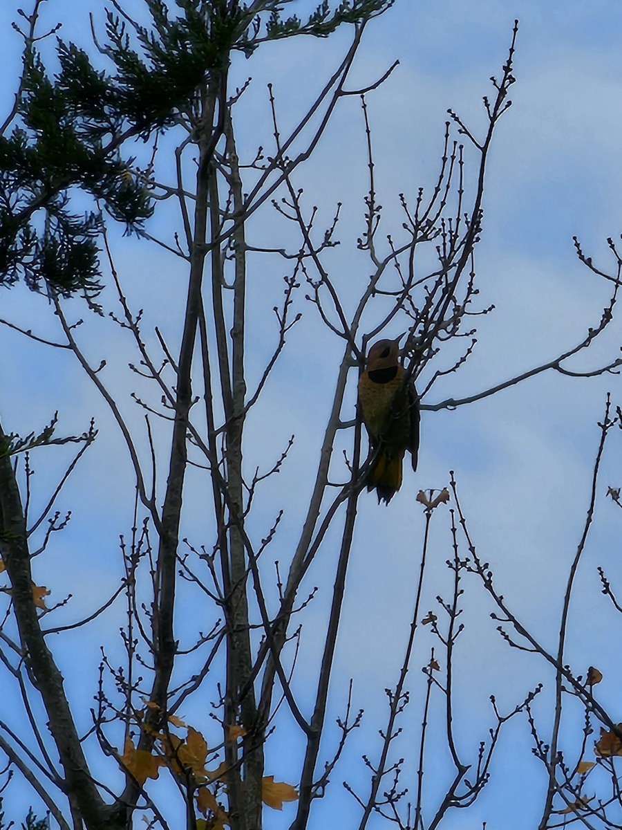 Northern Flicker - ML627328881