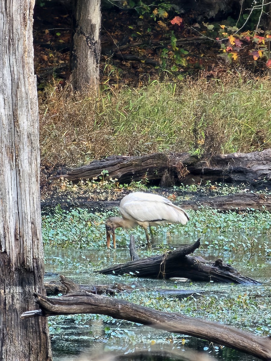 Wood Stork - ML627328898